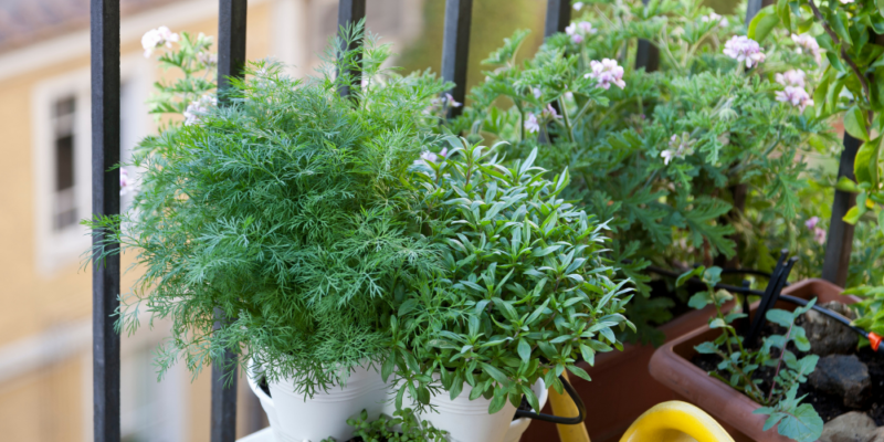 How To Grow A Garden On A Balcony