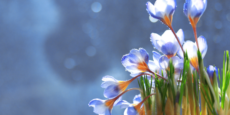 Sustainable Spring Living with SaveMoneyCutCarbon
