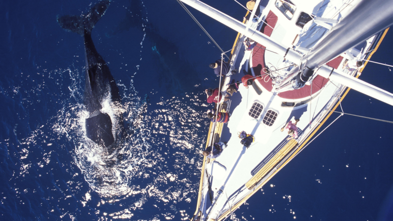 Whales you'll see on a November Whale Watching Trip