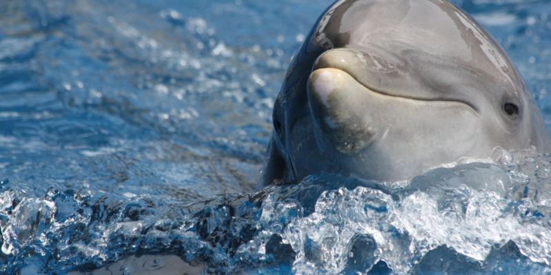 3 stunning parts of the world to swim with dolphins