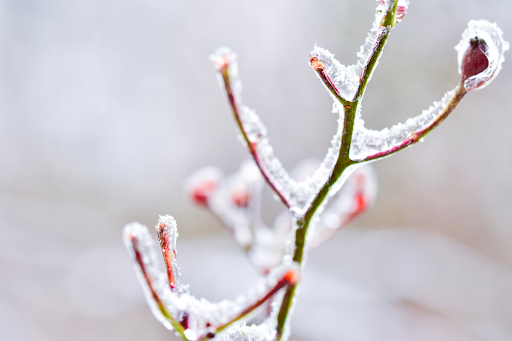 plant covered in frost