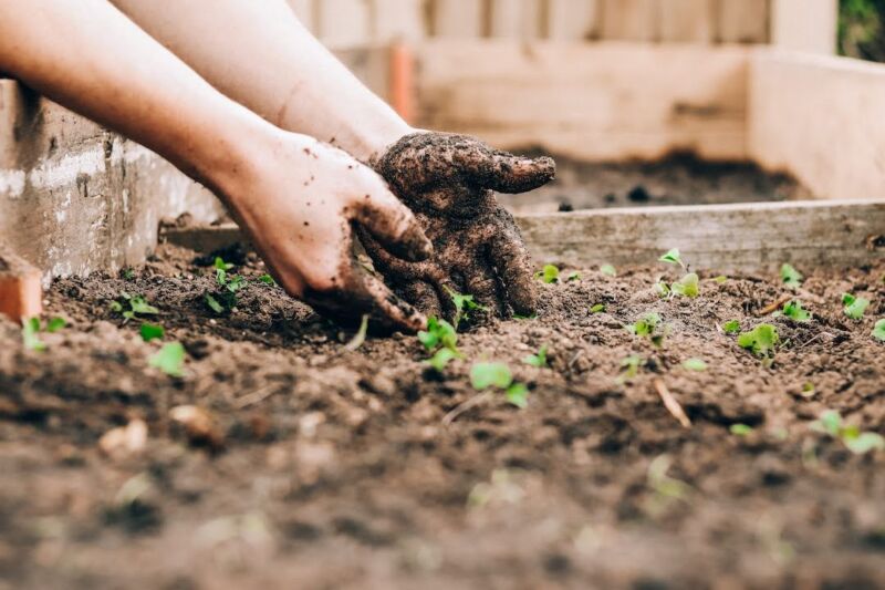 hands planting in soil