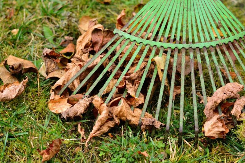 rake and dead leaves