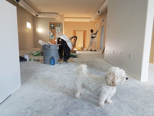 white dog in room being painted white