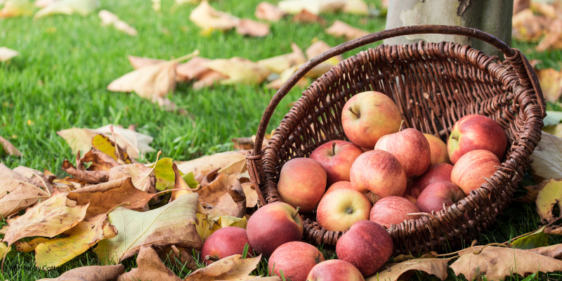 30 Fall Apple Recipes
